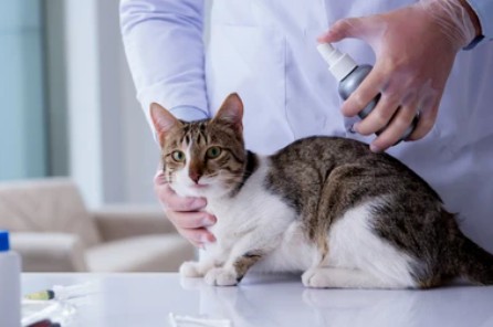 Veterinary Lyophilized Formulations