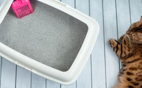 Pet Litter Deodorant Powder Customization
