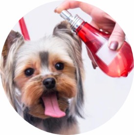 Pet Deodorization Product Customization