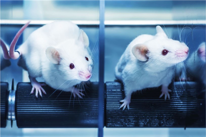 Veterinary Lyophilized Formulations
