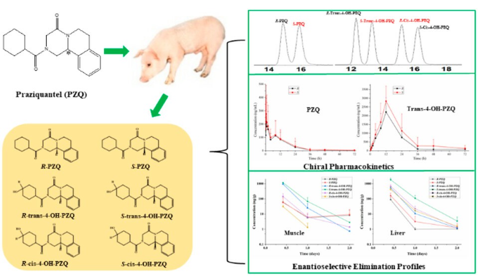 Pharmacokinetics of praziquantel and its metabolites in swine