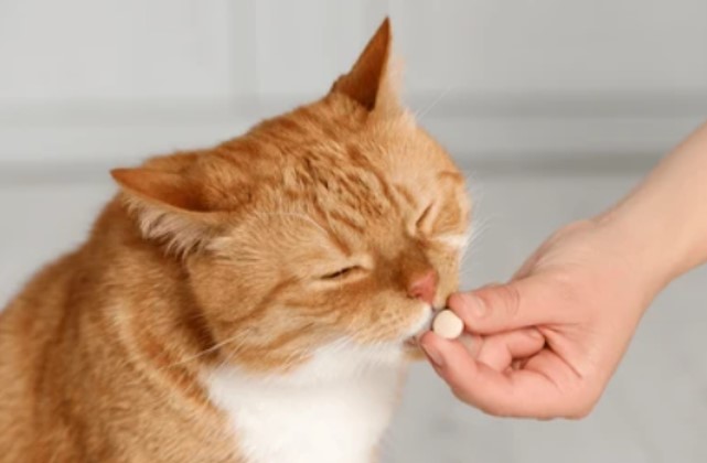 Consistency Evaluation of Veterinary Generic Drugs