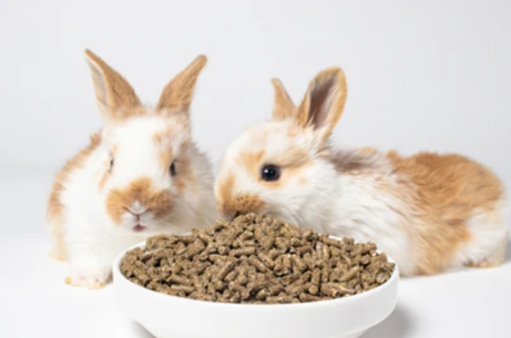 analysis-services-for-veterinary-products