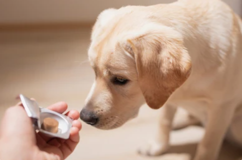 analysis-services-for-veterinary-products