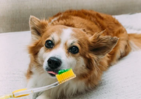 analysis-services-for-veterinary-products