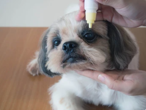 analysis-services-for-veterinary-products