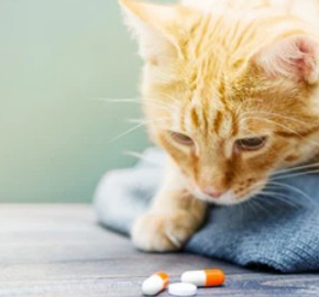 Veterinary Solid Dosage Forms