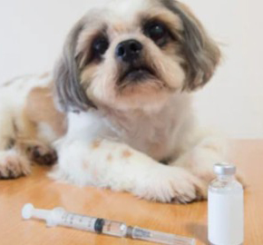 Veterinary Semi-solid Dosage Forms
