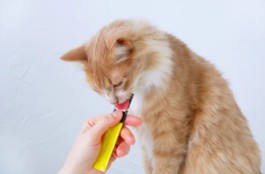 Veterinary Nutrition Gel