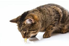 Veterinary Liquid Health Product