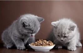 Veterinary Soft Granule and Lozenge